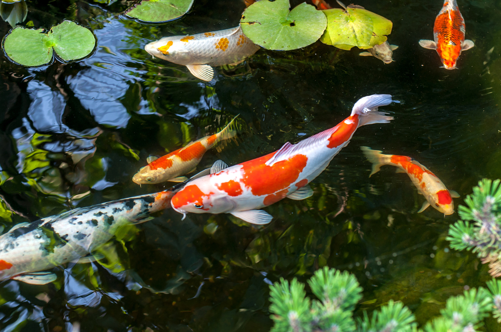 Tips, Advice and Services for Pond Maintenance