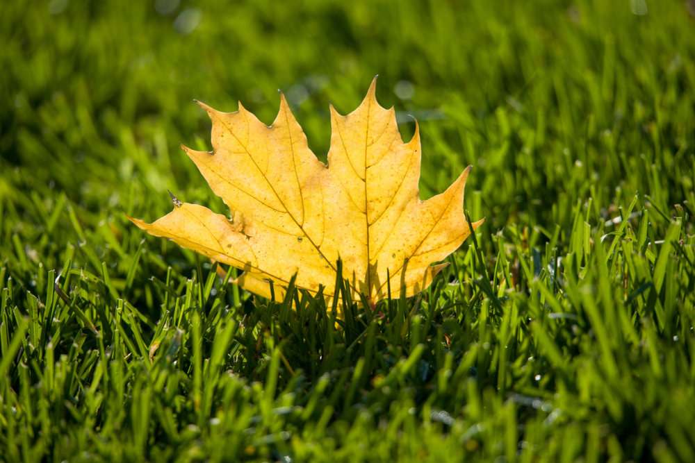 How to Care for Your Lawn In Autumn