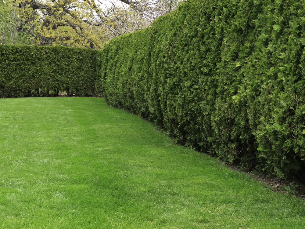 The importance of hedge cutting for neighbourly relations