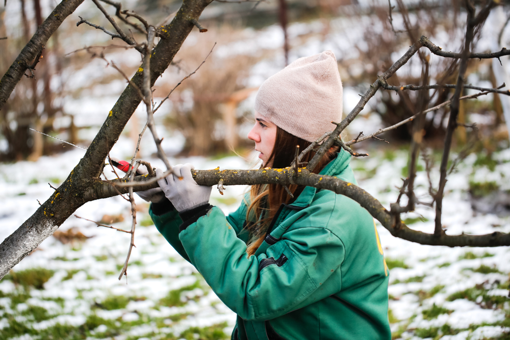 A Complete Guide to Gardening in Winter