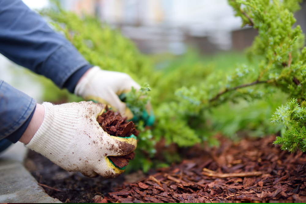Getting Your Garden Ready for Autumn